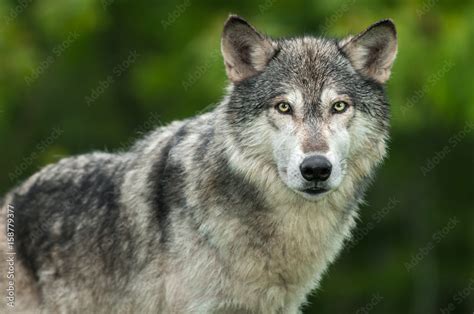 Grey Wolf Canis Lupus Looks Out Head And Body Stock Foto Adobe Stock