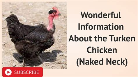 Wonderful Information About The Turken Chicken Naked Neck YouTube