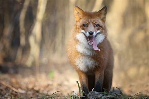 Fox Smiling 3 Shutterstock
