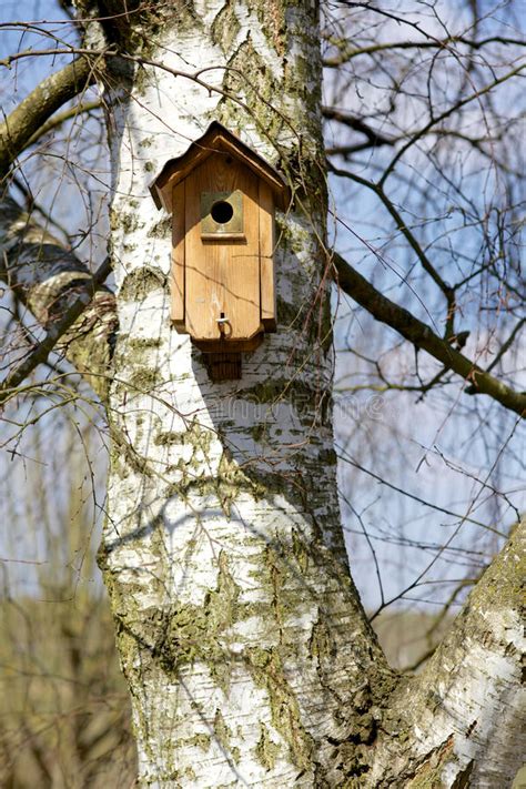 Birdhouse On A Birch Tree Stock Photo Image Of Outdoor 30294512