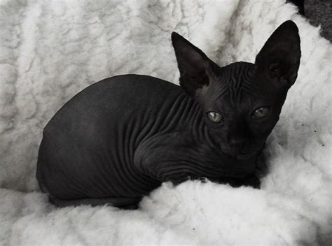 Pin By Indi On Black Like My Soul Cute Hairless Cat Sphynx Cat Cute