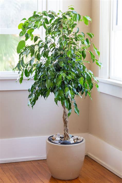This Is How To Grow And Care For Healthy Ficus Trees Ficus Tree Indoor Ficus Benjamina Ficus