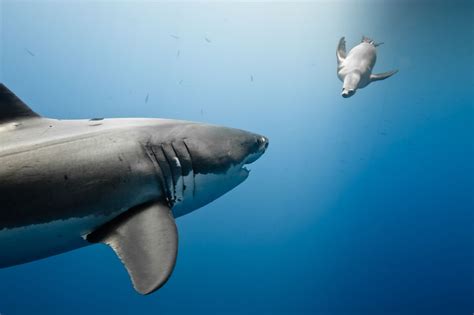 Aquarium National Geographic Photo Contest Great White Shark Shark