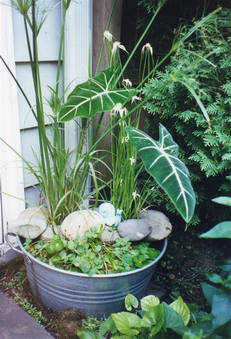 For a container water garden about the size of a half whiskey barrel (or for every square yard of water surface), you will need: Galvanized tub water garden | water gardens | Pinterest