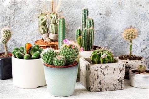15 Ways To Use A Cactus Plant For Home Decoration
