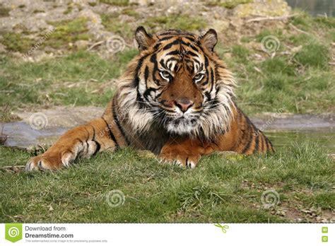 Tigre De Sumatran Imagem De Stock Imagem De Perigo Jogo 2015459