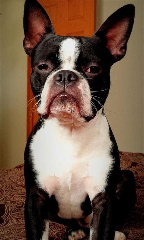 We Are Not Amused Boston Terrier Dog Boston Terrier Funny Dogs
