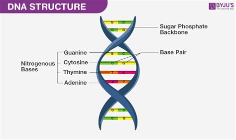 What Is Dna Meaning Dna Types Structure And Functions