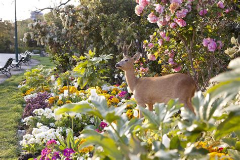Believe it or not there are a few plants that deer tend to pass by. Deer Resistant Spring Blooming Bulbs