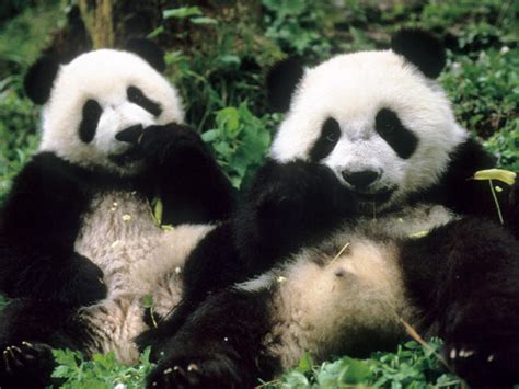 Giant Panda Species Wwf