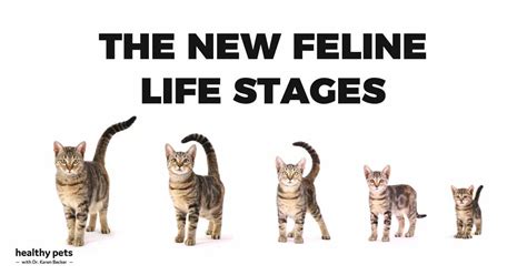 The New Feline Life Stages Where Is Your Cat Now