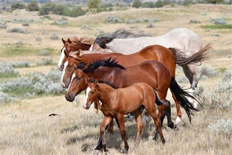 On Our Way By Albert Myran Jr On Capture Dakota Wild Horses Of Trnp