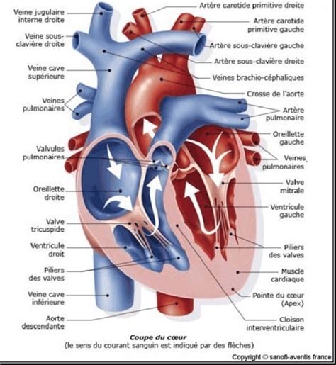 Structure du coeur Les flèches indiquent le sens de la circulation du Download Scientific