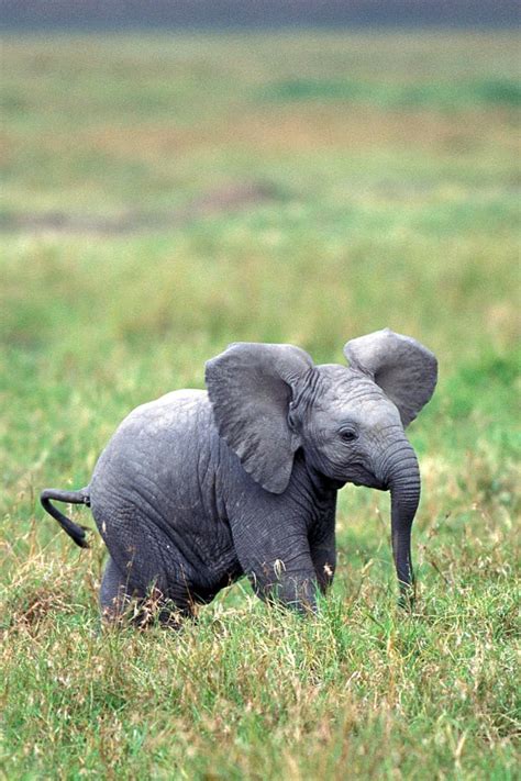 Really Cute Baby Elephants