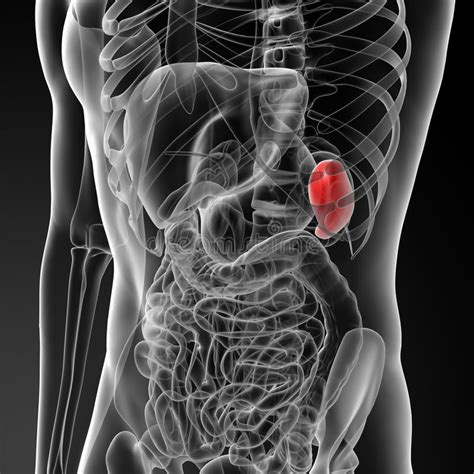 Eine schwarze milz haben ви́деть всё в чё́рном све́те. Anatomie der Milz stock abbildung. Bild von organ ...