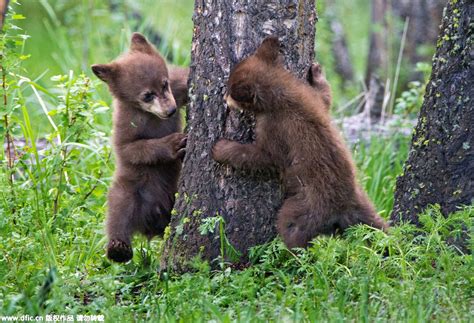 In Pics Cute Bear Cubs Play Hide And Seek Peoples Daily Online
