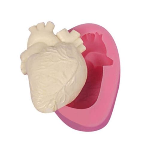 Anatomical Heart Silicone Moldheart Silicone Mold Anatomical Etsy