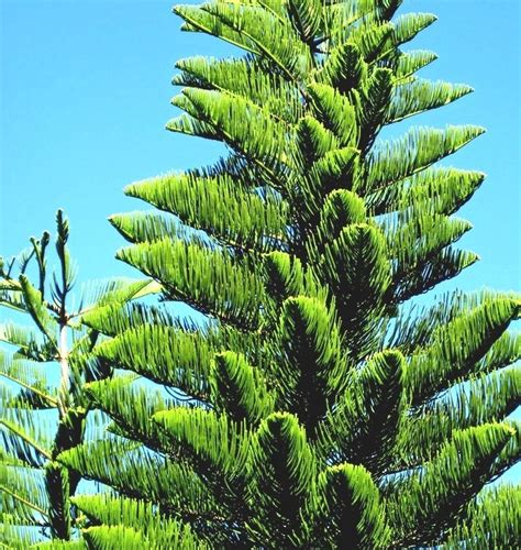 Araucaria Heterophylla Norfolk Pine In Florida