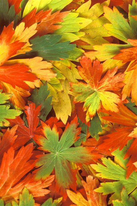 Fall Leaves Iphone Wallpaper Hd