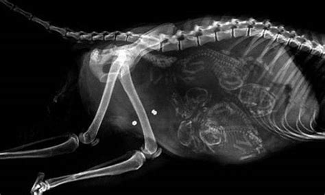 Hauntingly Beautiful Photos Reveal How X Rays Of Pregnant Animals Look Like