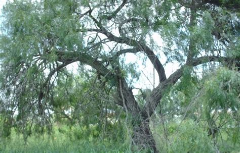 Brownsville Texas Daily Photo Old Mesquite Tree