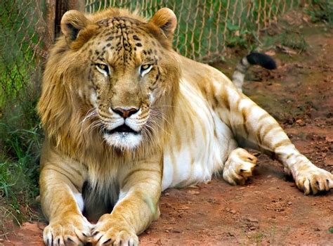 10 Animal Cross Breeds That Will Blow Your Mind Away The Liger Or