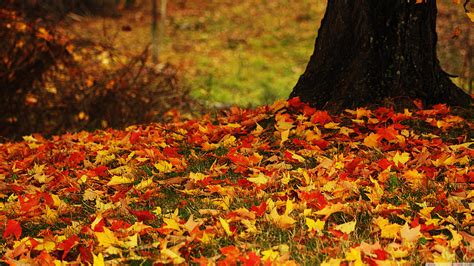 autumn leaves desktop wallpaper