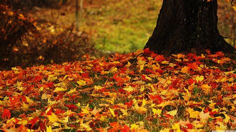 Autumn Leaves 4k Wallpapers Wallpaper Cave