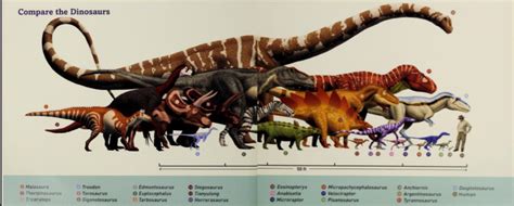 Micropachycephalosaurus Dinopedia Fandom