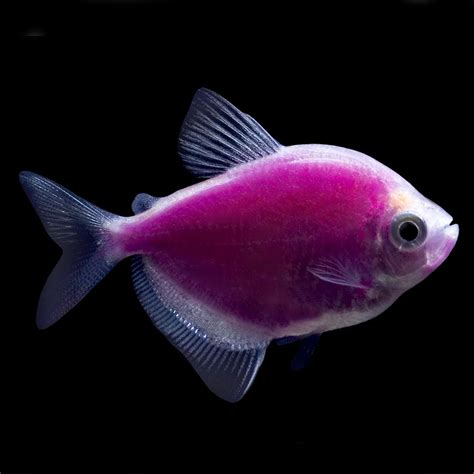 Glofish Galactic Purple Tetra Fish Goldfish Betta And More Petsmart
