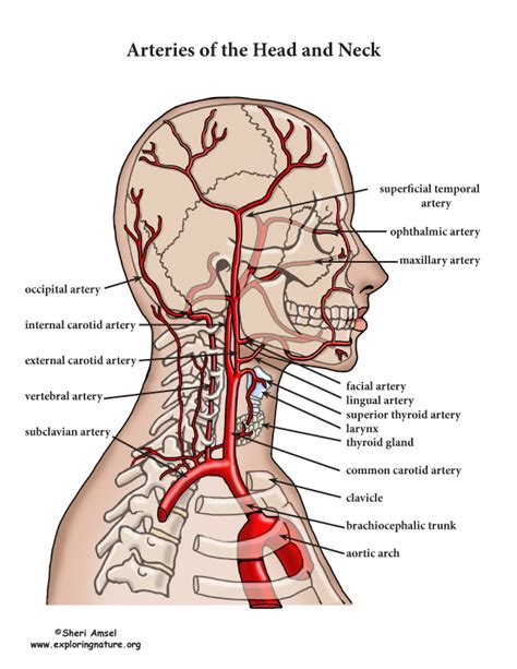 Veins And Arteries In The Neck Major Arteries Of The Head And Neck Images And Photos Finder