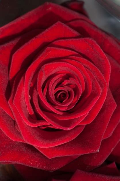 Premium Photo Beautiful Red Rose Of Close Up