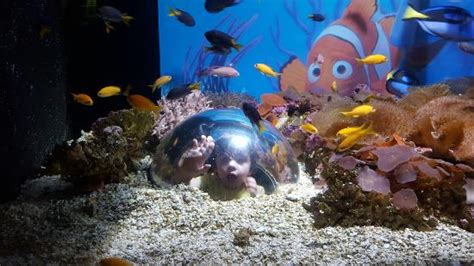 20151109113914001large Picture Of Underwater World Sea Life Mooloolaba Mooloolaba