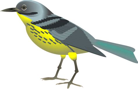 Bird Realistic Clipart Clip Art Library