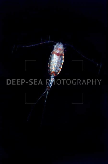 Deep Sea Copepod Deep Sea Photography