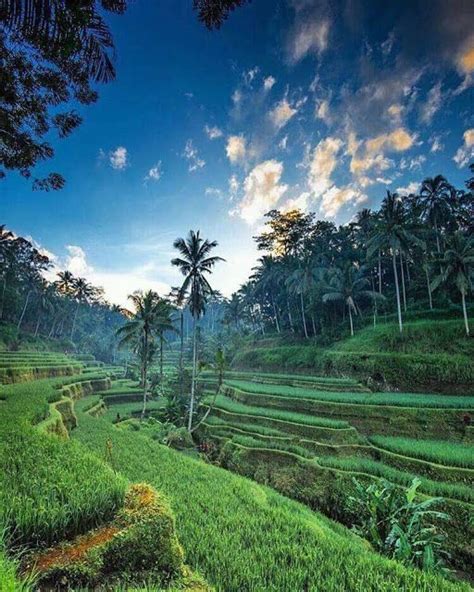Woow Ini 10 Pemandangan Menakjubkan Terasering Di Bali Yang Wajib Dikunjungi Tempat Wisata