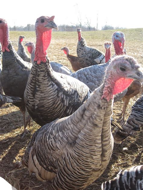 Elmwood Stock Farms Organic Heritage Breed Turkeys Usda Certified