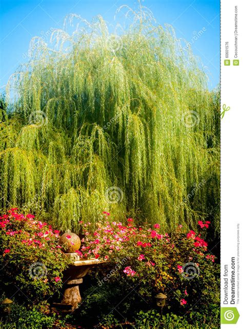 Weeping Willow And Roses Stock Photo Image 60601576