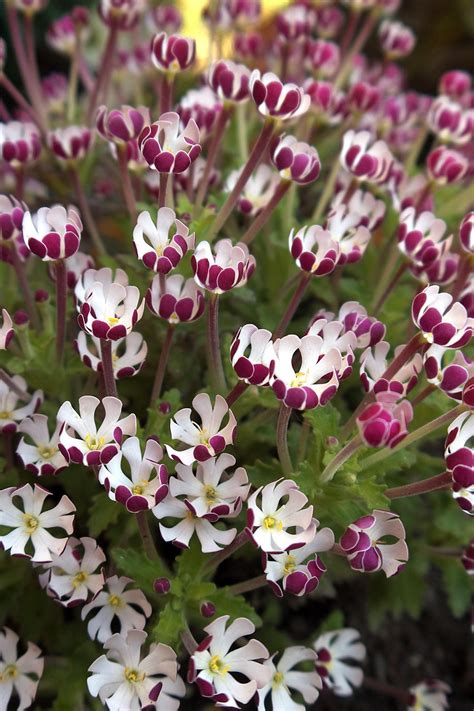 Schau dir unsere auswahl an rajnigandha flower an, um die tollsten einzigartigen oder spezialgefertigten, handgemachten stücke aus unseren shops zu finden. Rajnigandha Flower In Malayalam | Best Flower Site