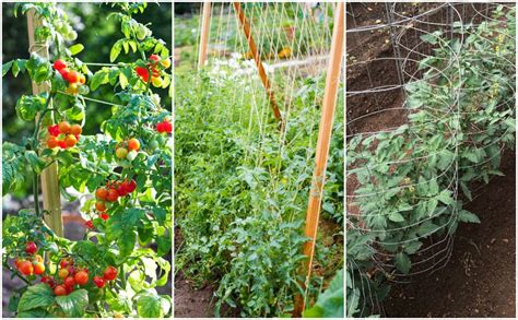 5x Tomato Plant Trainer Vege Climbing Trellis Support Garden Support