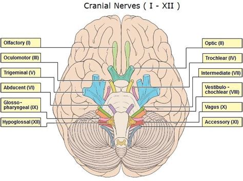 The Brain And Cranial Nerves Ch 13 Diagram Quizlet