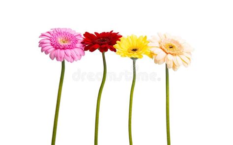 Gerbera Flowers Isolated Stock Photo Image Of Plant 246048104