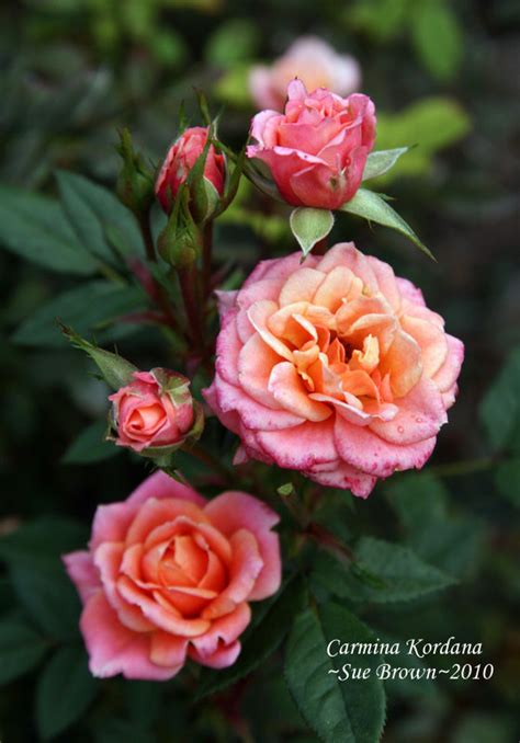 Plantfiles Pictures Miniature Rose Carmina Kordana 1 By Califsue