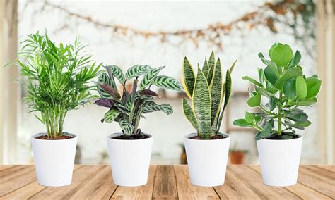 Esistono infatti piante che danno il 13 piante da tenere in casa che purificano l'aria. Set di 4 piante da interno | Groupon Goods