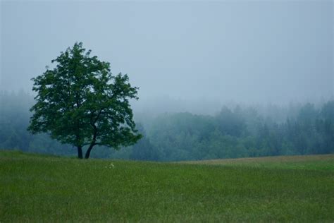 Itap Of A Lone Tree On Misty Meadow In The Mountains Ritookapicture