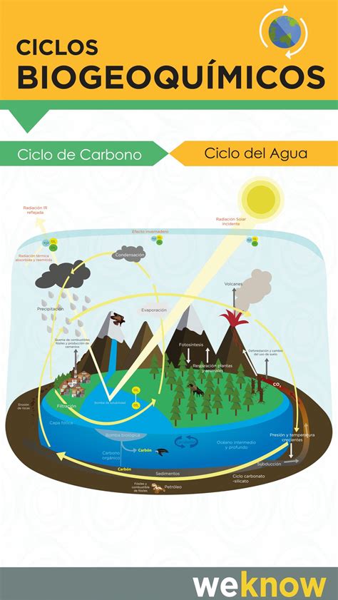 Mapa Mental Ciclos Biogeoquimicos Edulearn