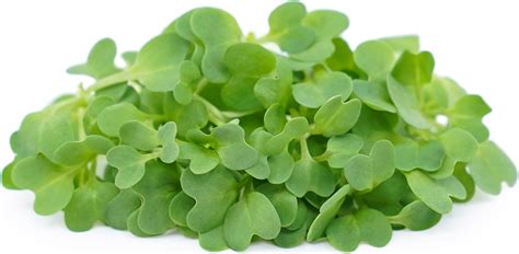 Micro Mustard Dijon Information Recipes And Facts
