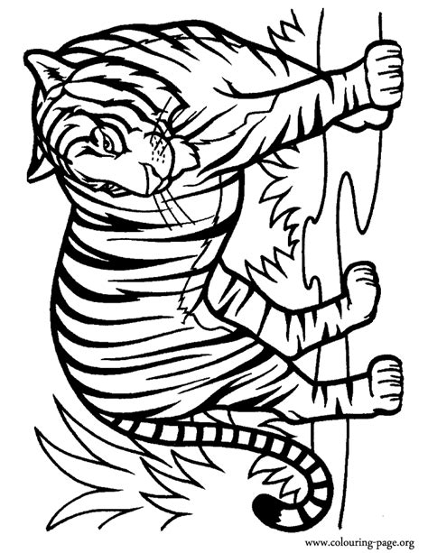 Tiger Outlinecoloring Page Clipart Best