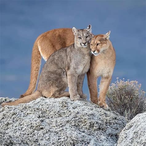 A Female Patagonian Puma With One Of Her Three Grown Cubs On The