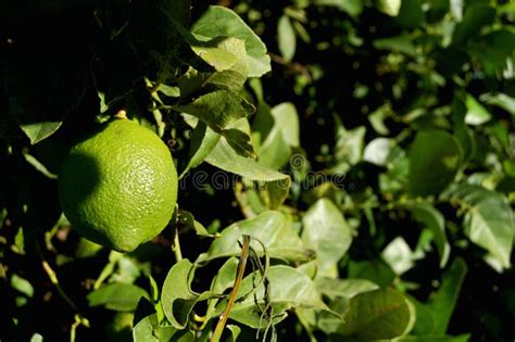 Unripe Lemon Stock Photo Image Of Lemon Growth Tree 11574936
